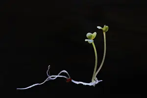 Alternative Medicine Plant Prints: Broccoli shoot, Germany