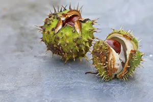 European Chestnut Tree Prints: Two broken chestnuts (Castanea)
