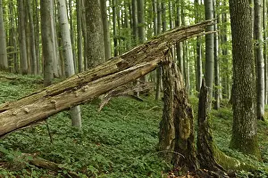 Deserted German Forest Prints: Broken tree stump, Virgin Forest