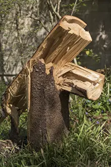 Deserted Bavaria Landscape Prints: Broken tree trunk after wind breakage