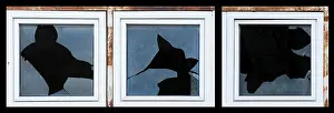 Broken Windows Prints: Broken windows of old building. White frames