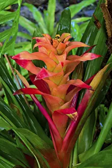 Flowering Plant Prints: Detail of bromelia with its leaves
