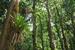 Tropical Rainforest Prints: Bromeliad (Bromeliaceae) in a rainforest