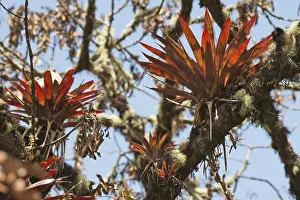 Rainforest Plant Life Prints: Bromeliads (Bromelia sp.) in tree