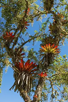 Cordillera De Los Andes Mountain Range Prints: Bromeliads (Bromeliaceae) in tree