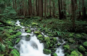 Prints of Brook in Temperate Rain Forest, Olympic national park, Washington, USA Washington Prints: Temperate Rain Forest Brook Print, Olympic National Park