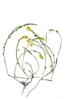 Legume Plant Prints: Broom