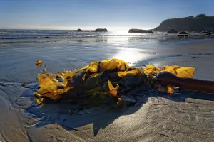 Rocky Coastline USA Prints: Brown algae (Phaeophyceae) on the sandy beach