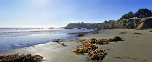 Rocky Coastline Photos Prints: Brown algae (Phaeophyceae) on the sandy beach
