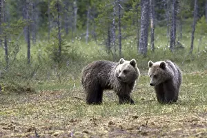Predator Wildlife Prints: Brown bear