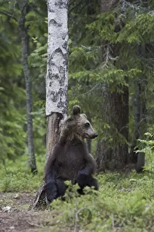 Predator Wildlife Prints: Brown bear