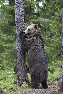 Predator Wildlife Prints: Brown bear