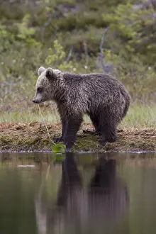 Predator Wildlife Prints: Brown bear