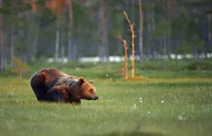 Wetland Biotope Photos Prints: A brown bear