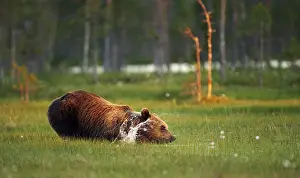 Wetland Biotope Prints: A brown bear
