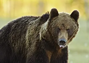 Predator Wildlife Photography Prints: A brown bear