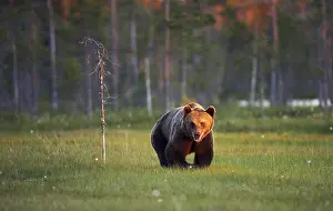 Brown Bear In The Wild Prints: A brown bear