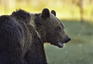 Predator In The Wild Prints: A brown bear