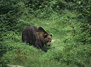 Carnivora Predators Prints: Brown bear, carnivora, predators