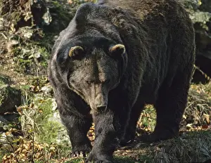 Wildlife Photography Bears Prints: Brown bear, carnivora, predators