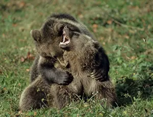 Carnivora Predators Prints: Brown bear, carnivora, predators