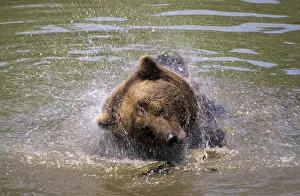 Carnivora Predators Prints: Brown bear, carnivora, predators