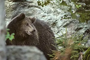 Wild Animal Predators Prints: Brown bear, carnivora, predators