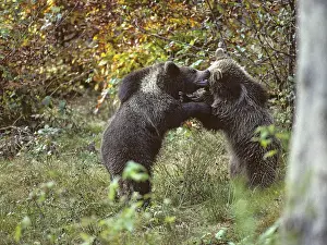 Wild Animal Fight Prints: Brown bear, carnivora, predators