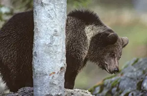 Wildlife Animals In Nature Prints: Brown bear, carnivora, predators