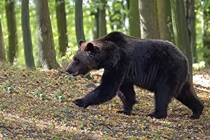 Wildlife Photography Natural Environment Prints: Brown bear in the forest on the run