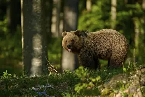Brown Bear In Forest Prints: A brown bear in the forest with sunlight on its back