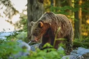 Wildlife Photography Europe Prints: A brown bear in the forest in sunlight