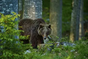 Brown Bear In Forest Prints: A brown bear peeks out from between the trees in the dense forest