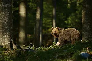 Brown Bear In Forest Prints: A brown bear raises its head in the forest