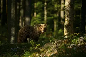 Brown Bears In Woods Prints: A brown bear standing in a sun-drenched forest