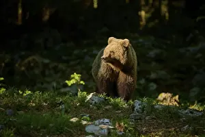 Predator Wildlife Animal Prints: A brown bear stands in the forest