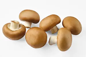Lamellar Fungus Types Prints: Brown cap whole champignons