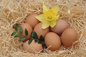 Brown Chicken Eggs Prints: Brown chicken eggs with a daffodil, Easter