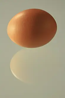 Chicken Egg Studio Shot Prints: Brown egg, perfectly shaped with reflection