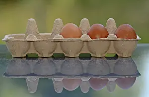 Brown Eggs Prints: Three brown eggs in an egg carton with reflection