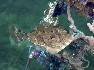 Images Dated 2nd August 2024: A brown fish with a camouflage pattern