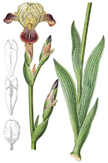 Natural Remedy Plants Prints: Brown-flowered iris (Iris squalens)
