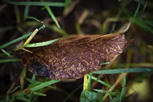 Black Forest Nature Prints: Brown leaf in the grass with raindrops