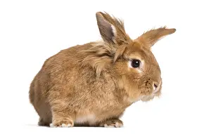 Herbivore Mammal Photography Prints: Brown rabbit looking at camera against white background