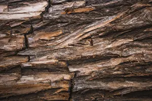 Weathered Wood Texture Prints: Detail brown trunk