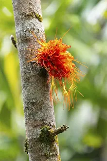 Inflorescence In Bloom Prints: Brownea macrophylla, flowering on tree