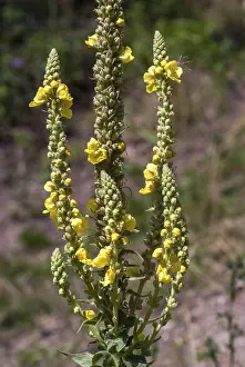 Yellow Flowering Plants Prints: Brownroot, large-flowered mullein