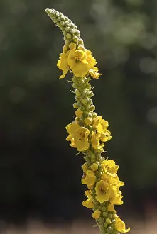 Yellow Flowering Plants Prints: Brownroot, large-flowered mullein