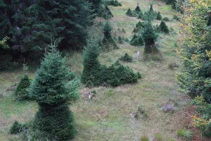 Even Toed Ungulate Habitat Prints: Browsing by red deer