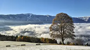 Deciduous Trees In Autumn Prints: Bruneck